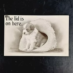 Antique 1909 W.F. Williams Postcard of Puppy In Hat The Lid Is On Here Posted! - Picture 1 of 3
