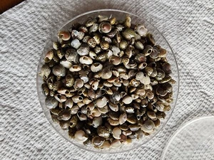 Vintage 6.5 oz Tiny Sea Seashells Beads approx. 5 mm each for Crafts, Weddings - Picture 1 of 9
