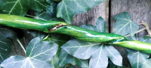 Bacchetta in legno di ulivo intrecciata vite naturale strega mago pagano LARP fiera rinascimentale 3 - Foto 1 di 12