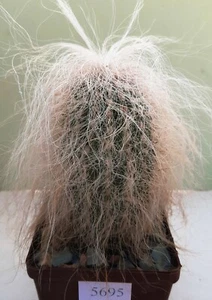 Cephalocereus senilis/ 5695/,D60 mm, raíz propia - Imagen 1 de 7