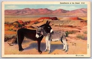 Zwei Burros in der Wüste Schätzchen winterharte zottelige kleine Tiere Postkarte - Bild 1 von 2