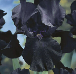 1 X Iris Germanica Black Dragon Spring Planting Bulb Tuber Bare Root