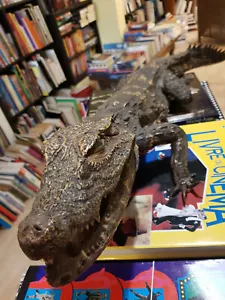 Stuffed Dwarf Cayman - Croco - Taxidermy - Picture 1 of 3