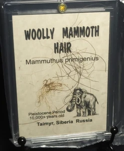 Wolliges Mammuthaar in Acryl Vitrine Sibirien Russland (C) - Bild 1 von 3