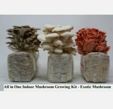 Funghi: 5 Kit completi per la coltivazione funghi Super Mix Sapori e Colori