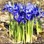 100 DWARF IRIS BULBS 'RETICULATA' | Spring Flowering Bulbs Garden Plants