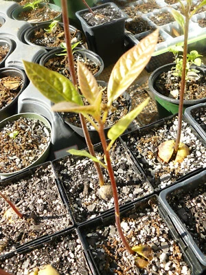 Árbol de aguacate Haas cultivado orgánicamente de 10-12" / muy bien enraizado Foto 1 de 2