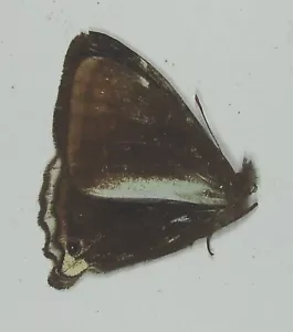 DELIAS ARTEN WUNDERSCHÖNES SELTENES EXEMPLAR Wabag, Papua-Neuguinea - Bild 1 von 2