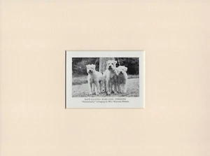 SOFT COATED WHEATEN TERRIER NAMED DOGS OLD 1950's DOG PRINT READY MOUNTED - Picture 1 of 1