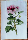 Pelargonium mazeppa superbe - Van Houtte Flore de Serres Original Print - 1852