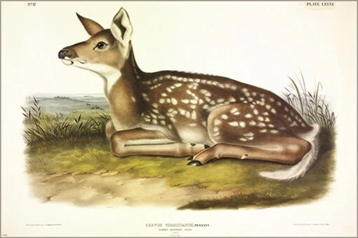 Poste artístico ilustración vintage Common American Deer (fawn) de John James Audubon Foto 1 de 1