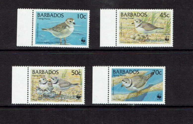 Barbados: 1998, Endangered Species, Piping Plover, MNH set. — 第 1/1 张图片