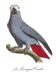 AG02 AFRICAN GREY PARROT VINTAGE A4 POSTER PRINT - Picture 1 of 1