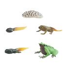 Life Cycle of Frog Toys Animal Growth Cycle Figures, Realistic for Boys Girls