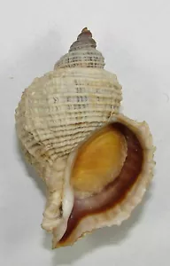 TROFÓN ACORDONADA 46,60mm HERMOSO ESPÉCIMEN RARO Tierra del Fuego, Argentina - Imagen 1 de 2