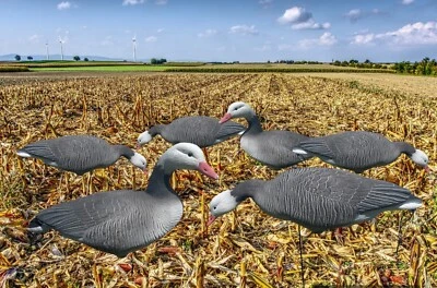 Blue Goose Full Body Decoys - 12 pack Blue goose decoys Snow Goose - Image 1 of 3