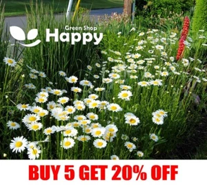 OX-EYED DAISY MAY QUEEN 1900 SEEDS Chrysanthemum leucanthemum - Perennial Flower - Picture 1 of 1