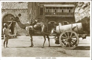 CAMEL WATER Vendor, Camel Cart in Aden, YEMEN c.1930s; Real Photo Postcard MINT - Bild 1 von 2