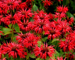 6 x PLUG PLANTS BERGAMOT MONARDA DIDYMA - BEE BALM CLUMPING PERENNIAL - Picture 1 of 1