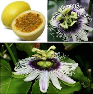 SWEET SUNRISE Passion Fruit~Live Starter Plant ~Passiflora edulis~ Self Fertile - Picture 1 of 5