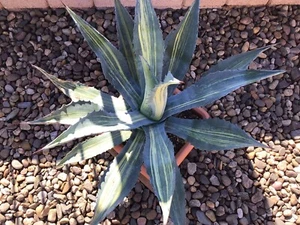 Agave americana var. striata seltener mehrfach dünn gelb gestreifter Ableger - Bild 1 von 12