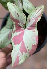 New listing
		syngonium pink salmon rooted starter rare NOT monstera philodendron