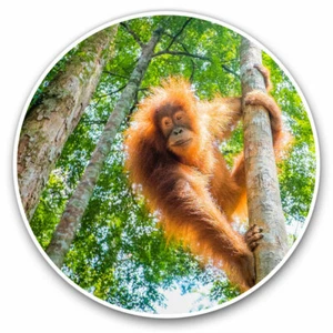 2 x Vinyl Stickers 20cm - Orangutan in Jungle Indonesia Cool Gift #3539 - Afbeelding 1 van 9