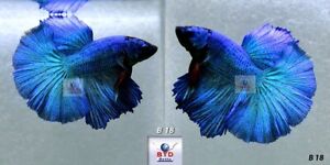 Live Betta Fish B18 Male Fancy Blue Turquoise HM Premium Grade from Thailand