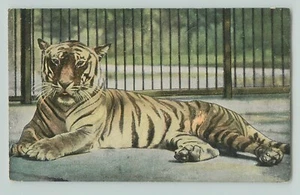 POSTCARD TIGER LONDON ZOO. 1906 - Picture 1 of 2