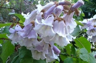 Paulownia Tomentosa, Empress Tree, Foxglove Tree 1000 seeds  - Image 1 of 3