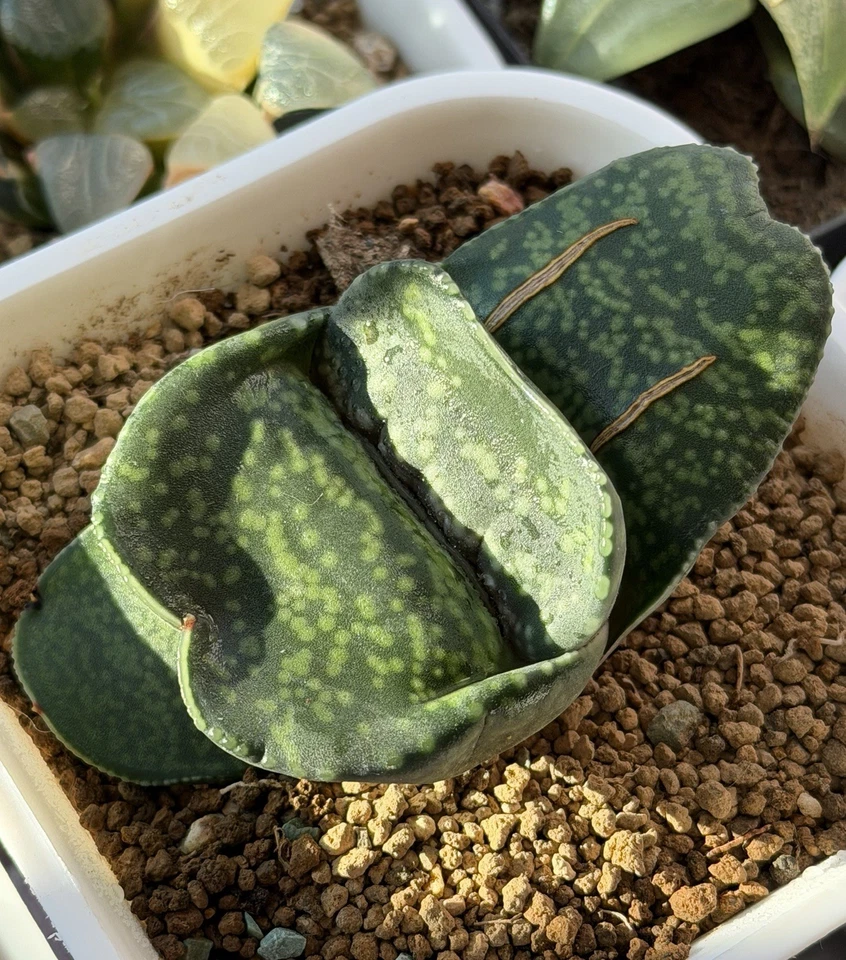 Semilla híbrida Gasteria cultivada, planta viva, suculenta igual que en la foto (3,5 pulgadas) Foto 1 de 4