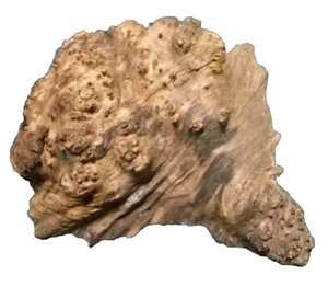 MAPLE BURL CAP TURNING CRAFTING WOODWORKING APPROX 11x9.5x2.5 IN - Picture 1 of 3