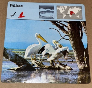 Vintage 1976 Animal Card - Pelican - Printed In Japan - Picture 1 of 4