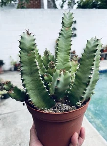 Euphorbia Resinifera “Moroccan Mound” Cactus Beautiful Bare Root is Sent - Picture 1 of 14