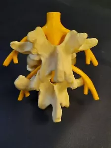 Lumber Vertebrae Anatomical Model - Picture 1 of 5