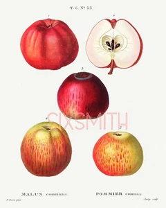 Apples Vintage Fine Art Giclee 8" x 10" Botanical Print - Picture 1 of 1