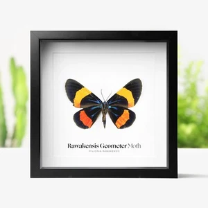 Rawakensis Geometer Motte Insekt Käfer Taxidermie Kastenrahmen Wandbild Innenarchitektur - Bild 1 von 2