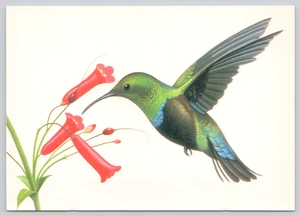 Postcard Green Throated Carib Hummingbird Eulampis holosericeus USPS 1997 - Picture 1 of 2