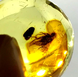 AMBER PENDANT With Insect Round Oval Bead Fossil Insects Ladies 4,6g 11418 - Picture 1 of 12