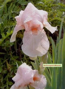Schwertlilie 'Aglaja von Stein' (hohe Bart-Iris) - Bild 1 von 2