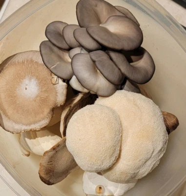 Jeringa de cultivo líquido de hongos variedad 10 ml + melena de león, ostras, haya, botón Foto 1 de 4