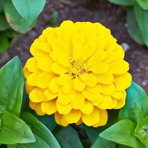 200+ Canary Bird YELLOW ZINNIA Seeds Big Cut Flowers Summer Garden Flowering - Picture 1 of 1