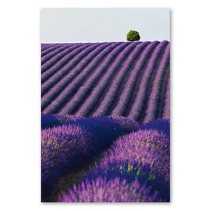 Postereck 3678 Poster Leinwand Lavendel, Feld Blume Natur Landschaft Italien - Bild 1 von 7