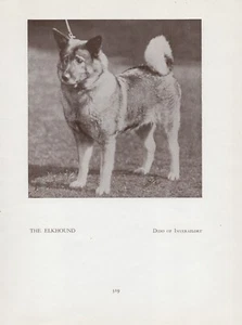 NORWEGISCHER ELCHHUND ALTER VINTAGE 1934 BENANNTER HUND SEITENDRUCK - Bild 1 von 1