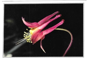 Vintage Flowers Chrome Postcard Wild Columbine Arpel Graphics California - Picture 1 of 2
