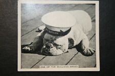 BULLDOG IN ROYAL NAVY HAT    Original Vintage Photo Card  