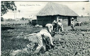 Caribbean Picking Pineapples Harris Bros. Co. Havana Habana published postcard - Picture 1 of 3