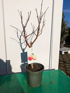 Malus domestica 80–100cm Zwergapfelbaum Hochstamm Obstbaum winterhart 🍏 - Bild 1 von 3