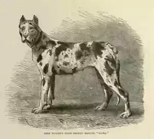 MASTIFF The illustrated book of the dog VERO SHAW Cassell DOG CANI - Picture 1 of 1