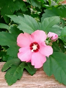 200 White & Pink Rose of Sharon Hibiscus Flower Tree Bush Seeds - Picture 1 of 4